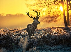 Детское Караоке из Кино