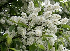 Караоке по Украински